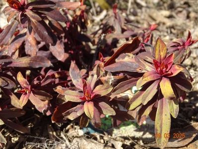 euphorbia amigdaloides Purpurea