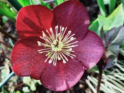 Helleborus Merlot