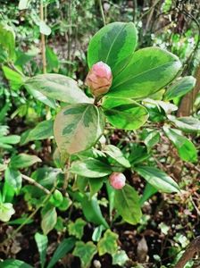 Camellia