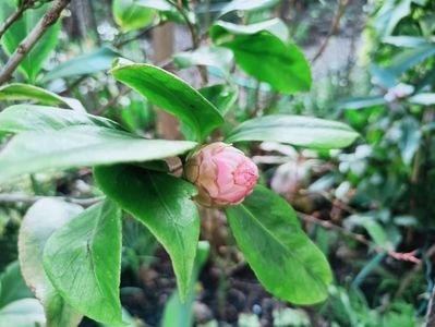 Camellia