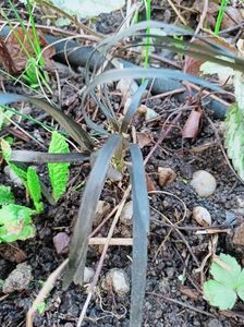 Ophiopogon Planiscapus Niger
