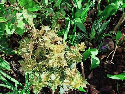 Osmanthus heterophyllus Goshiki