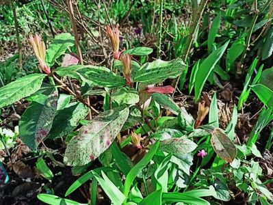 Photinia serratifolia "Pink Crispy"