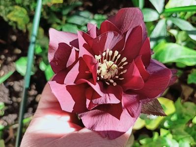 Helleborus "Double Ellen Purple"