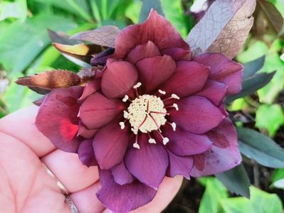 Helleborus "Double Ellen Purple"