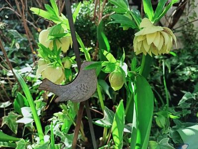 Helleborus "Double Yellow Spotted"