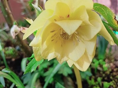 Helleborus "Double Super Yellow"