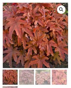 Heucherella Red Rover; 45ron, gradina chic
