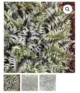 Athyrium Crested Surf; 52ron, gradina chic
