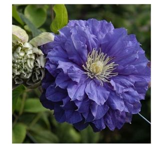 Clematis Kiri Te Kanawa; gr2,Mov, Mai-Iunie; Septembrie, 200 cm, 2 buc, 55ron, gradina chic
