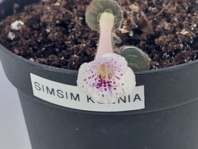 Simsim Ksenia(14-03-2025)