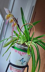 Paph. Philippinense