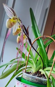 Paph. Philippinense