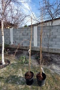 Prunus-ii sunt mari si frumoși