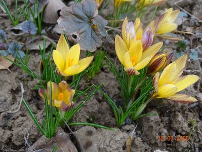 crocus Advance