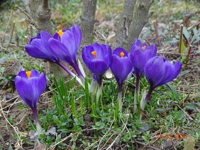 crocus Ruby Giant