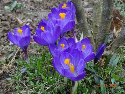 crocus Ruby Giant
