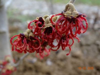 hamamelis Stolwijk Red