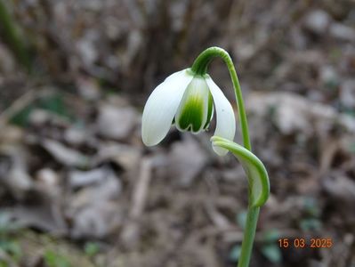 galanthus Hippolyta