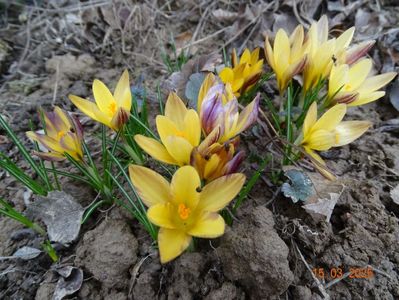 crocus Advance