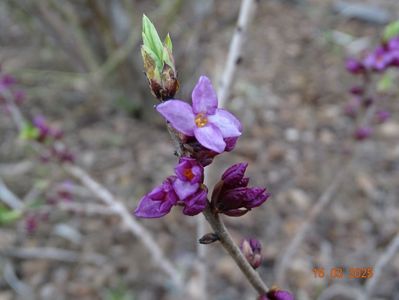 daphne mezereum Rubra