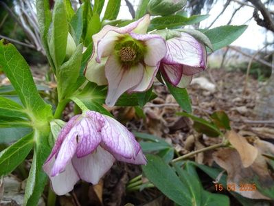 helleborus Painted Bounting