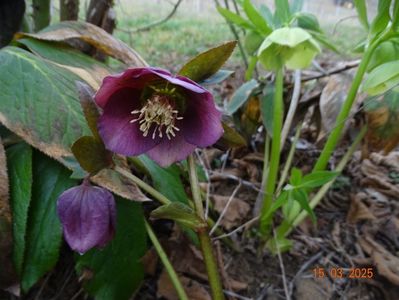 seedling