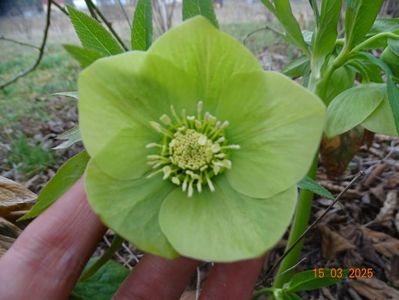 seedling