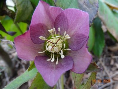 seedling