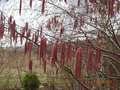 corylus maxima Purpurea