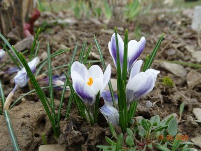 crocus Prins Claus