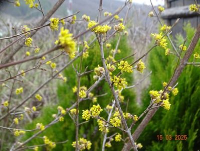 cornus mas
