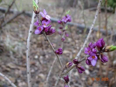 daphne mezereum Rubra