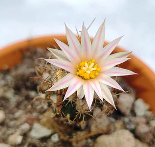 Turbinicarpus heliae
