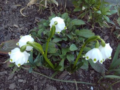 Leucojum aestivum