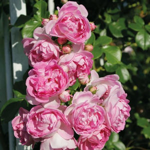Jasmina (urcator) 70