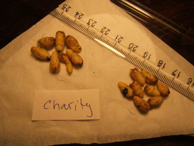 Charity