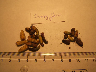 cherry flow - mici
