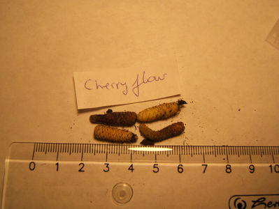 cherry flow - mijlocii
