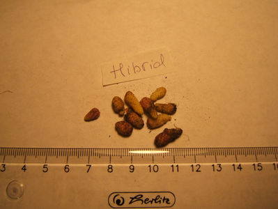 Hibrid