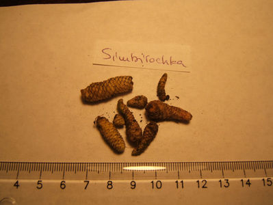 simbirochka