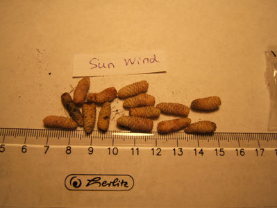 sun wind  - mici