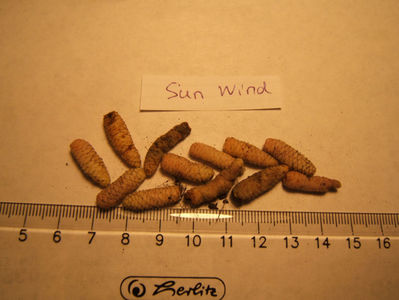 sun wind - mijlocii