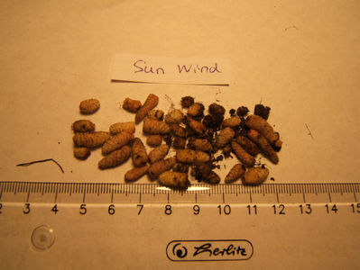 sun wind - mini