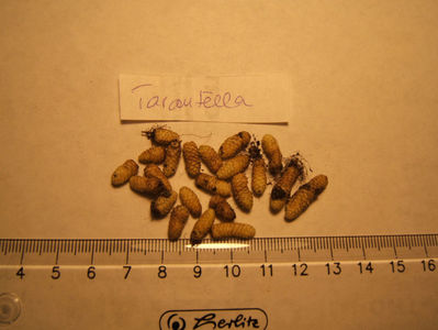 tarantella