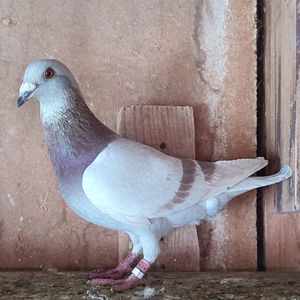 Mascul 24-806