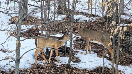 Home Deers