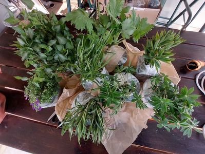Comanda Ionica Ferenczi; 2 lupin(2x20ron) , 2 delphinium(2x25ron), 1 lamium(15ron) , 2 floarea miresei(2x15ron) , 1 pestemon(20ron), cadou o aubrieta
