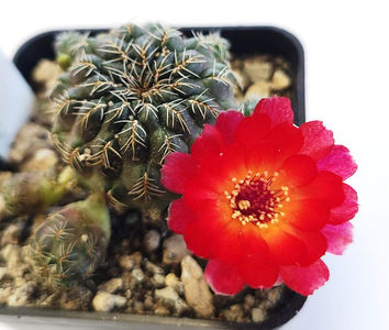 Sulcorebutia steinbachii