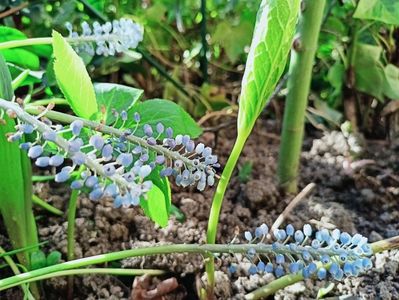 Muscari Blue Magic